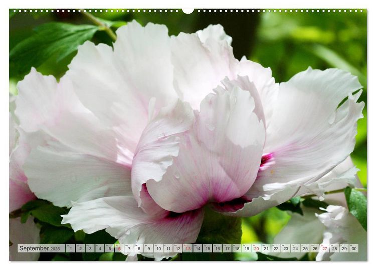 Produktbild: PFINGSTROSEN Rosen ohne Dornen (hochwertiger Premium Wandkalender 2026 DIN A2 quer), Kunstdruck in Hochglanz