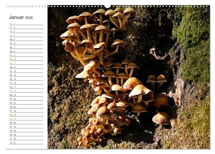 Produktbild: Schwammerl Egerlinge Pilze (Wandkalender 2026 DIN A2 quer), CALVENDO Monatskalender