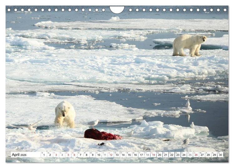 Produktbild: Eisb&auml;ren - K&ouml;nige der Arktis (Wandkalender 2026 DIN A4 quer), CALVENDO Monatskalender