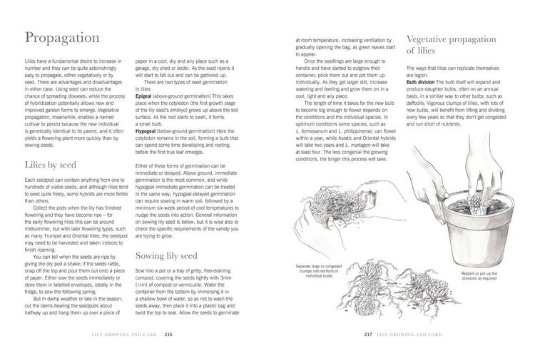 Produktbild: Lilies