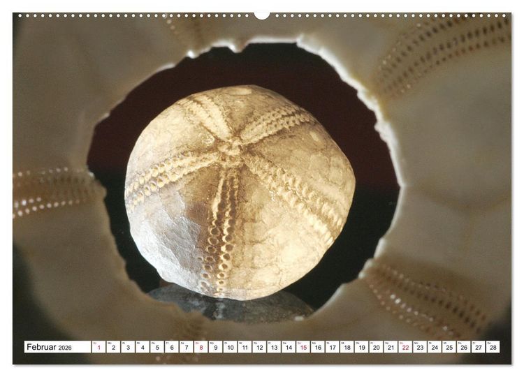 Produktbild: Versteinerte Welt (hochwertiger Premium Wandkalender 2026 DIN A2 quer), Kunstdruck in Hochglanz