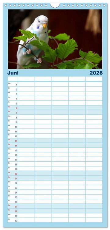 Produktbild: Familienplaner 2026 - Wellensittichtr&auml;ume - Der neue Wellensittich-Naturkalender mit 5 Spalten (Wandkalender, 21 x 45 cm) CALVENDO