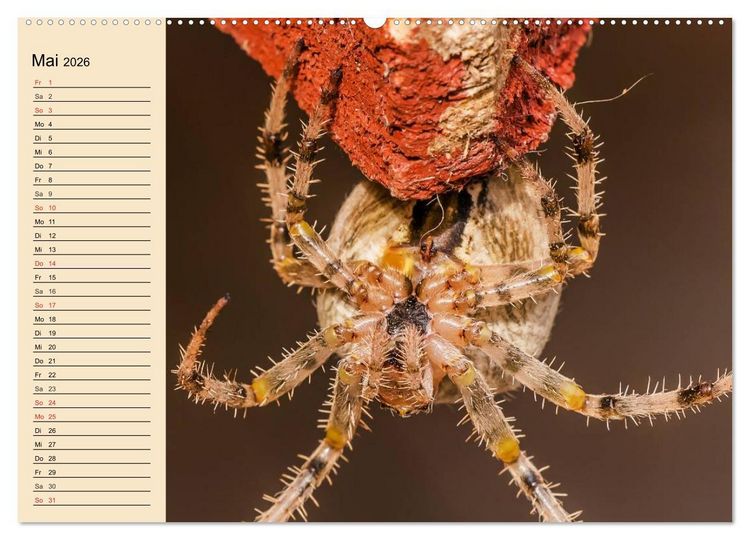 Produktbild: Faszination Spinnen (hochwertiger Premium Wandkalender 2026 DIN A2 quer), Kunstdruck in Hochglanz