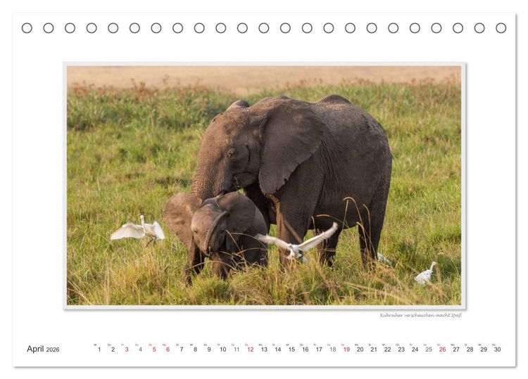 Produktbild: Emotionale Momente: Aus dem Leben der Elefanten. / CH-Version (Tischkalender 2026 DIN A5 quer), CALVENDO Monatskalender