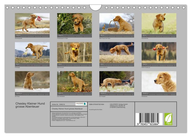 Produktbild: Chesley Kleiner Hund grosse Abenteuer (Wandkalender 2026 DIN A4 quer), CALVENDO Monatskalender