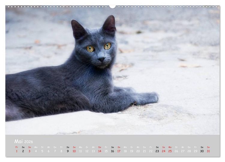 Produktbild: Katzen des S&uuml;dens (hochwertiger Premium Wandkalender 2026 DIN A2 quer), Kunstdruck in Hochglanz