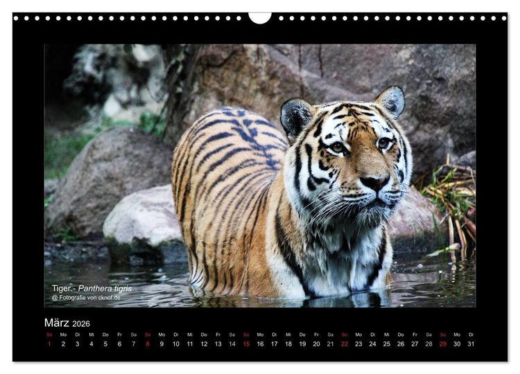 Produktbild: Wildtiere (Wandkalender 2026 DIN A3 quer), CALVENDO Monatskalender