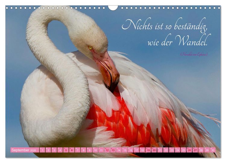 Produktbild: The Power Of Pink (Wandkalender 2026 DIN A3 quer), CALVENDO Monatskalender