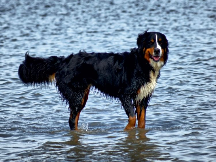 Produktbild: CALVENDO Puzzle Berner Sennenhund in der Nordsee | 1000 Teile Lege-Gr&ouml;&szlig;e 64x48cm Foto-Puzzle f&uuml;r gl&uuml;ckliche Stunden