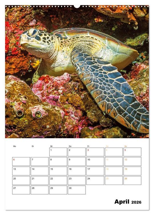 Produktbild: Wunderbare Wasserwelt der Meeresschildkr&ouml;ten (Wandkalender 2026 DIN A2 hoch), CALVENDO Monatskalender