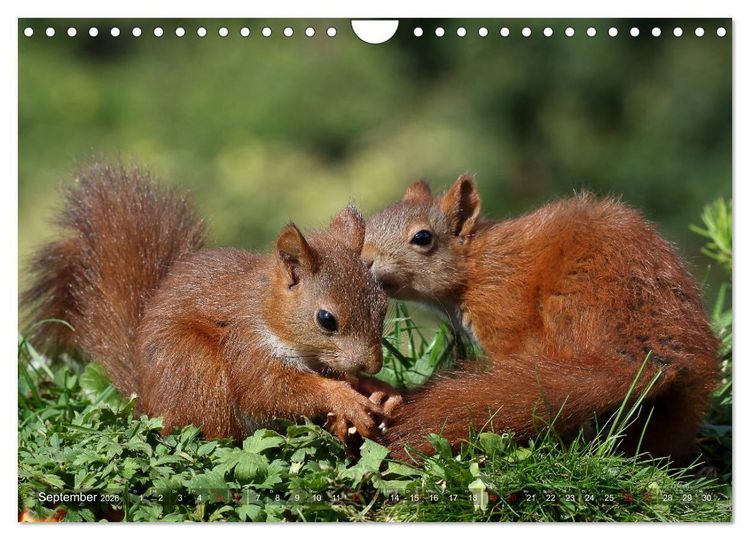Produktbild: Eichh&ouml;rnchen Luna und ihre Kinder (Wandkalender 2026 DIN A4 quer), CALVENDO Monatskalender