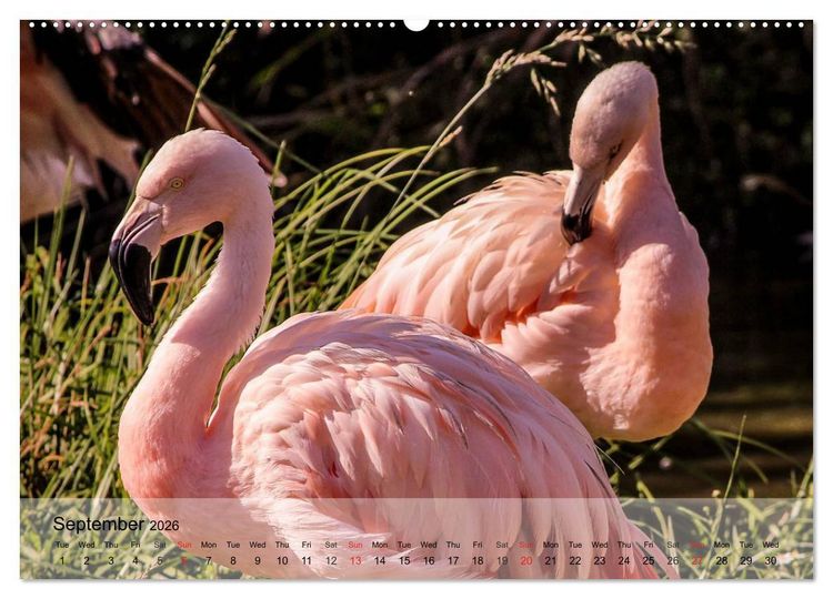 Produktbild: Flamingos Think pink (High Quality Premium Wall Calendar 2026 DIN A2 landscape),CALVENDO 12 Month Wall Calendar