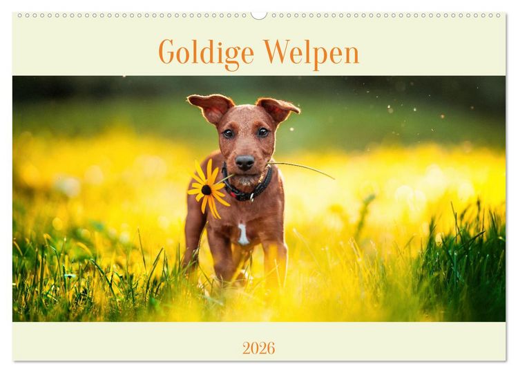 Produktbild: Pfotenblitzers Goldige Welpen (Wandkalender 2026 DIN A2 quer), CALVENDO Monatskalender