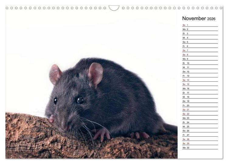 Produktbild: Ratten. Kleine Nager, gro&szlig;es Herz. (Wandkalender 2026 DIN A3 quer), CALVENDO Monatskalender
