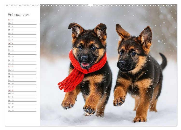 Produktbild: Sch&auml;ferhundliebe - Deine t&auml;gliche Dosis Welpenfreude &ndash; ganz ohne Gassi. (Wandkalender 2026 DIN A2 quer), CALVENDO Monatskalender