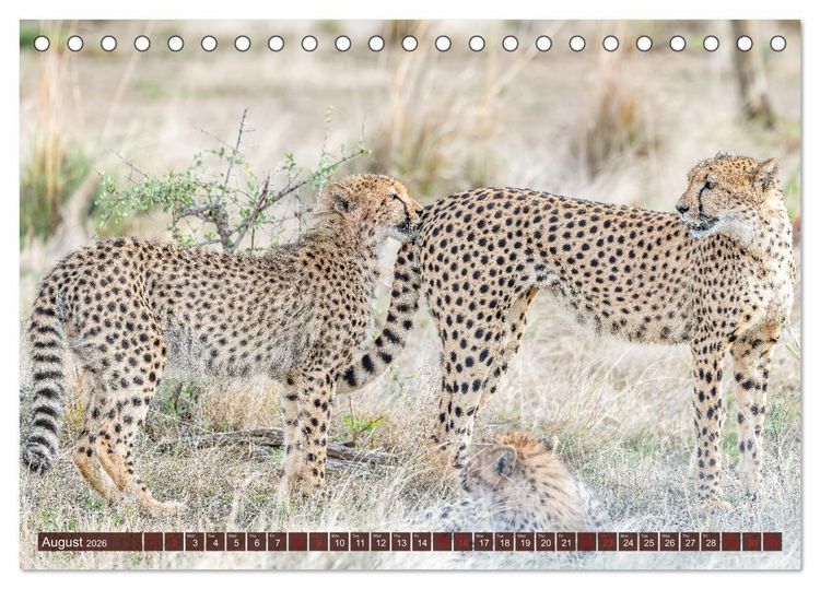 Produktbild: Amazing Cheetahs (Desk Calendar 2026 DIN A5 landscape), CALVENDO 12 Month DeskCalendar