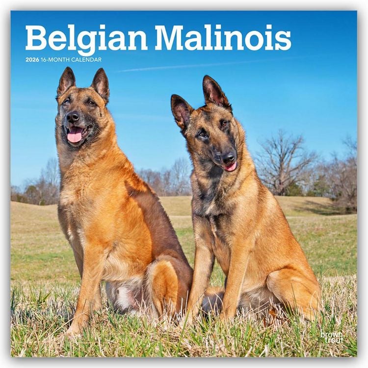 Produktbild: Belgian Malinois 2026 – 16-Monatskalender