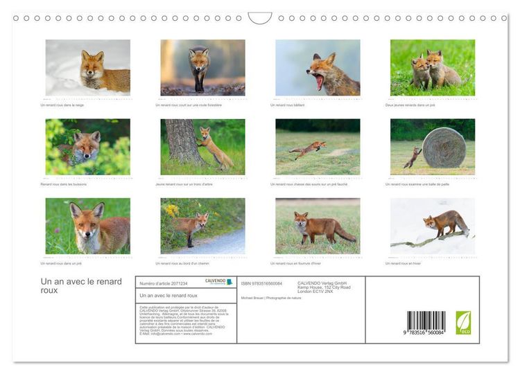 Produktbild: Un an avec le renard roux (Calendrier mural 2026 DIN A3 vertical), CALVENDO calendrier mensuel