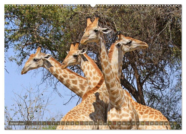 Produktbild: Giraffen - Sanftheit und Anmut (hochwertiger Premium Wandkalender 2026 DIN A2 quer), Kunstdruck in Hochglanz