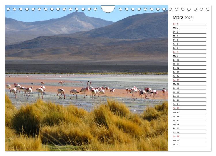 Produktbild: Mein Flamingo Planer (Wandkalender 2026 DIN A4 quer), CALVENDO Monatskalender