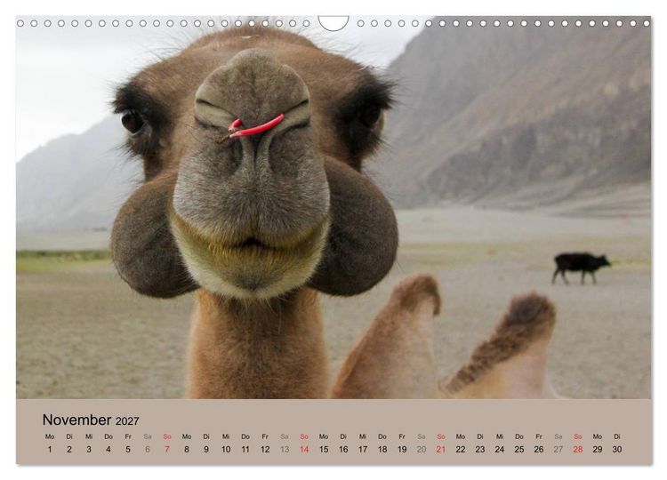 Produktbild: Kamel Portr&auml;t (Wandkalender 2027 DIN A3 quer), CALVENDO Monatskalender
