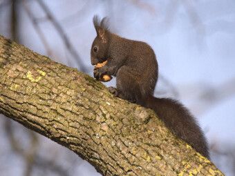 Produktbild: CALVENDO Puzzle Hungriges Eichh&ouml;rnchen | 1000 Teile Lege-Gr&ouml;&szlig;e 64x48cm Foto-Puzzle f&uuml;r gl&uuml;ckliche Stunden