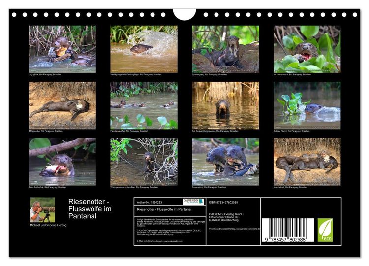 Produktbild: Riesenotter - Flussw&ouml;lfe im Pantanal (Wandkalender 2026 DIN A4 quer), CALVENDO Monatskalender