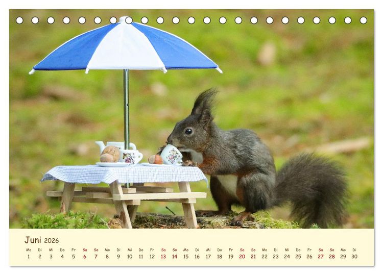 Produktbild: Eichh&ouml;rnchen - zauberhaft verspielt (Tischkalender 2026 DIN A5 quer), CALVENDO Monatskalender
