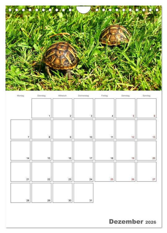 Produktbild: Langsame Schildkr&ouml;ten (Wandkalender 2026 DIN A4 hoch), CALVENDO Monatskalender