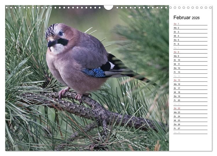 Produktbild: Unsere heimischen Gartenv&ouml;gel (Wandkalender 2026 DIN A3 quer), CALVENDO Monatskalender