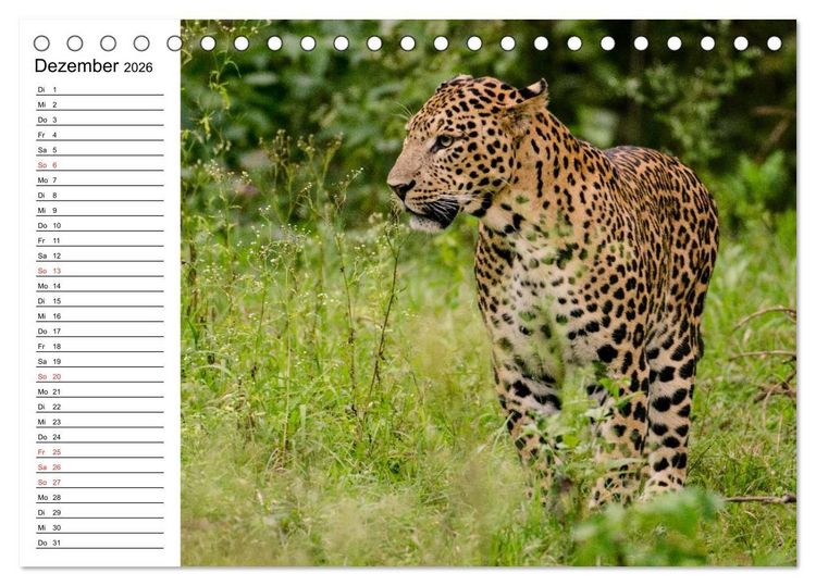 Produktbild: Leoparden. Elegante J&auml;ger (Tischkalender 2026 DIN A5 quer), CALVENDO Monatskalender