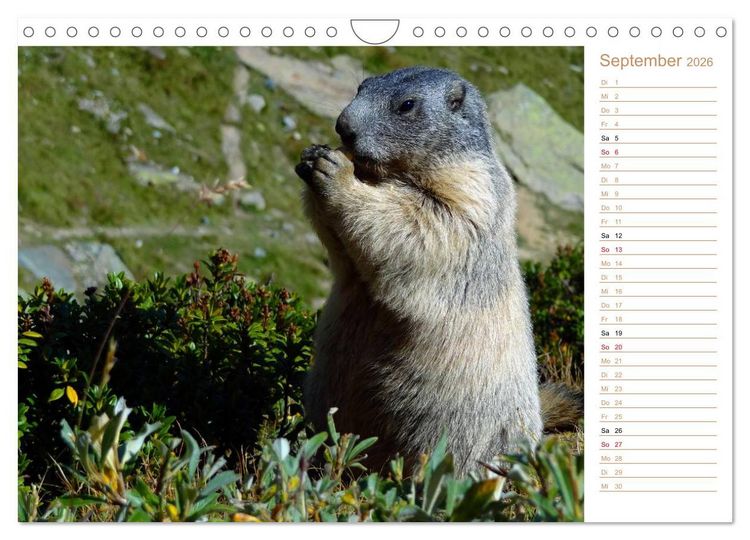 Produktbild: Wildlife - Verspielte Murmeltiere (Wandkalender 2026 DIN A4 quer), CALVENDO Monatskalender