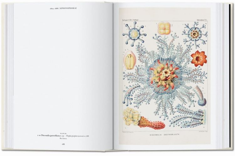 Produktbild: The Art and Science of Ernst Haeckel
