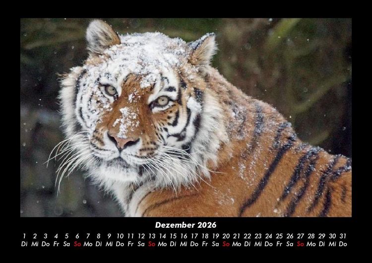 Produktbild: Tiger 2026 Fotokalender DIN A3