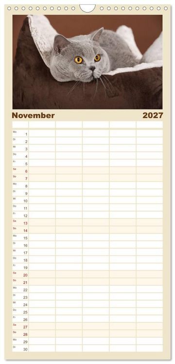 Produktbild: Familienplaner 2027 - Die Britisch Kurzhaar Katze mit 5 Spalten (Wandkalender, 21 x 45 cm) CALVENDO