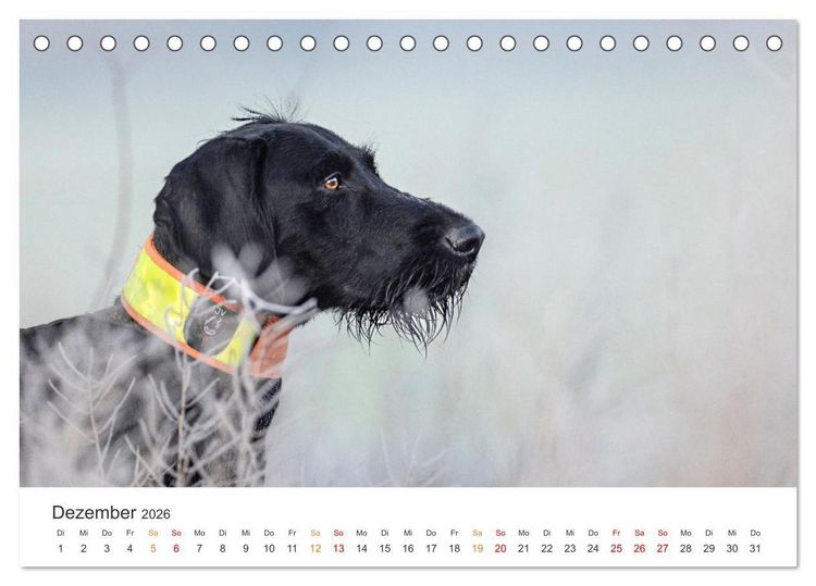 Produktbild: Treue Jagdgef&auml;hrten - Jagdhunderassen im Portrait (Tischkalender 2026 DIN A5 quer), CALVENDO Monatskalender