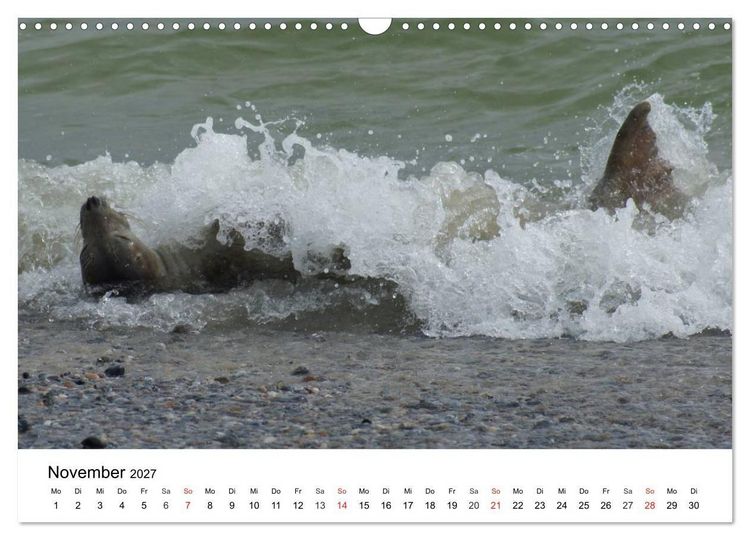 Produktbild: Das Leben der Robben (Wandkalender 2027 DIN A3 quer), CALVENDO Monatskalender