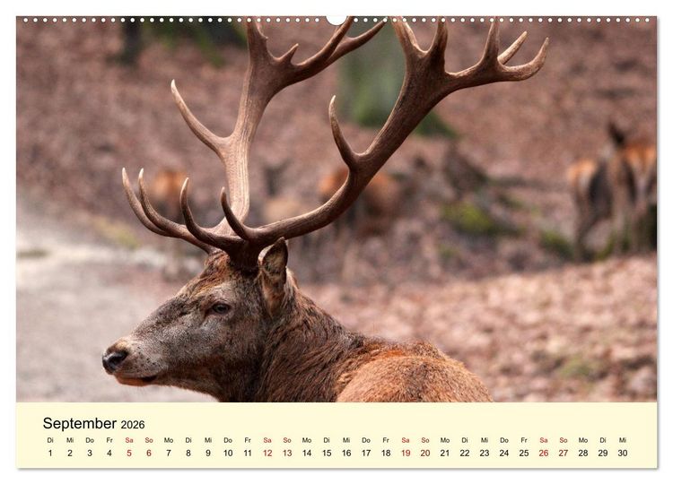 Produktbild: Der Rothirsch - Der K&ouml;nig in unseren W&auml;ldern (Wandkalender 2026 DIN A2 quer), CALVENDO Monatskalender