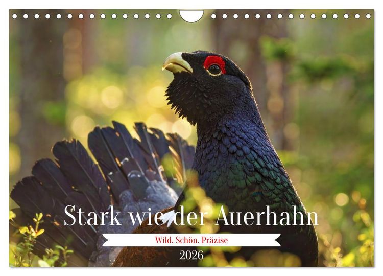 Produktbild: Stark wie der Auerhahn (Wandkalender 2026 DIN A4 quer), CALVENDO Monatskalender