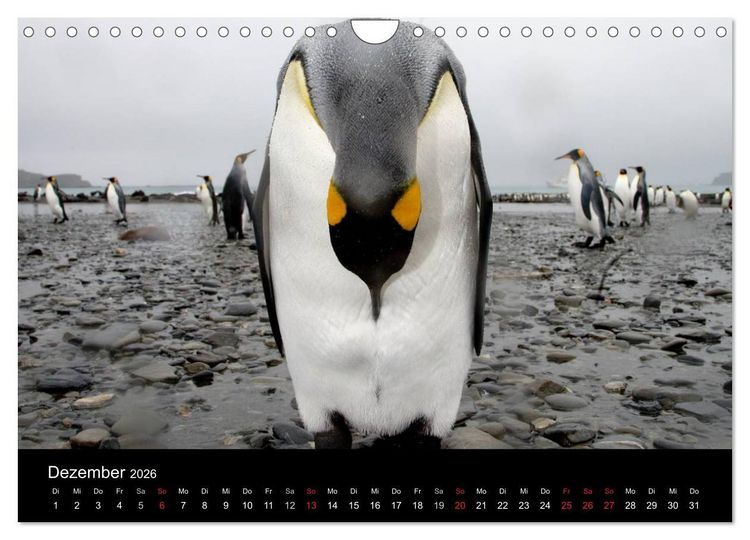Produktbild: Antarktis 68&deg; S&uuml;d (Wandkalender 2026 DIN A4 quer), CALVENDO Monatskalender