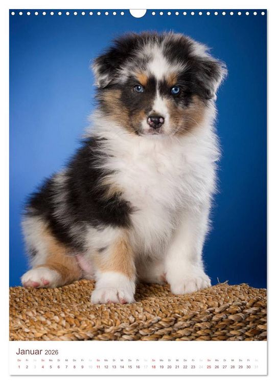 Produktbild: Australian Shepherds (Wandkalender 2026 DIN A3 hoch), CALVENDO Monatskalender