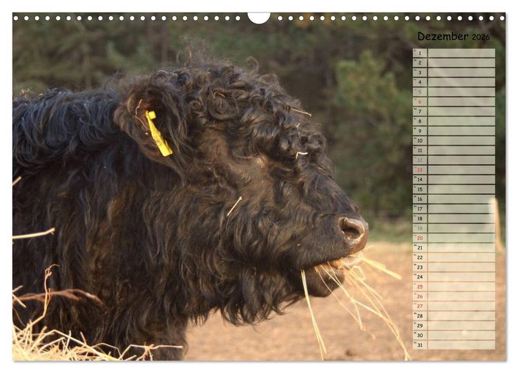 Produktbild: Gl&uuml;ckliche K&uuml;he (Wandkalender 2026 DIN A3 quer), CALVENDO Monatskalender