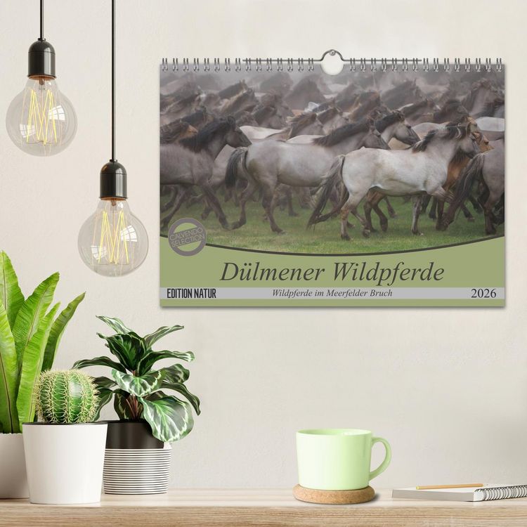 Produktbild: D&uuml;lmener Wildpferde - Wildpferde im Meerfelder Bruch (Wandkalender 2026 DIN A4 quer), CALVENDO Monatskalender
