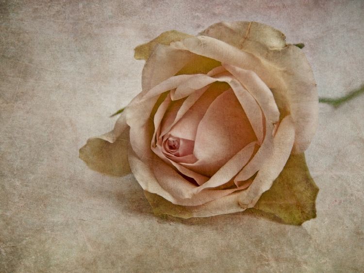 Produktbild: CALVENDO Puzzle La vie en rose | 1000 Teile Lege-Gr&ouml;&szlig;e 64x48cm Foto-Puzzle f&uuml;r gl&uuml;ckliche Stunden
