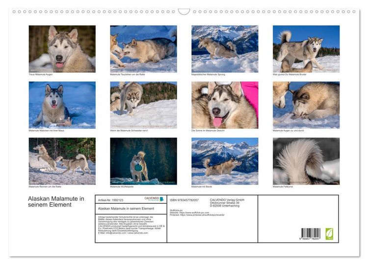 Produktbild: Alaskan Malamute in seinem Element (Wandkalender 2026 DIN A2 quer), CALVENDO Monatskalender