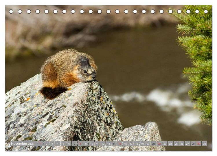 Produktbild: B&auml;r, Wolf und Co - Tiere Nordamerikas (Tischkalender 2026 DIN A5 quer), CALVENDO Monatskalender