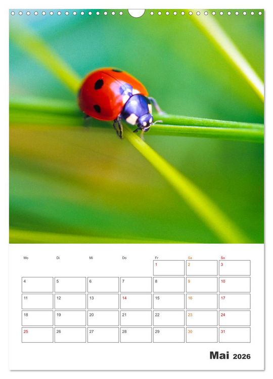 Produktbild: Kleines Gl&uuml;ck ganz gro&szlig;: Marienk&auml;fer! (Wandkalender 2026 DIN A3 hoch), CALVENDO Monatskalender