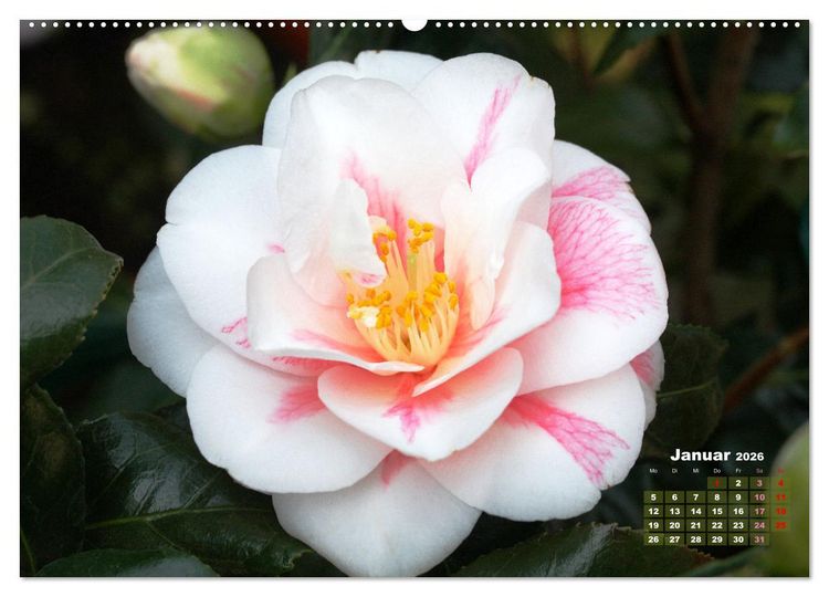 Produktbild: Kamelien - Bl&uuml;tensch&ouml;nheiten (hochwertiger Premium Wandkalender 2026 DIN A2 quer), Kunstdruck in Hochglanz