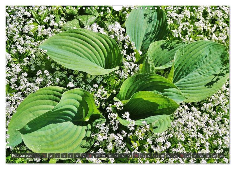 Produktbild: Hosta Staude mit Herz (Wandkalender 2026 DIN A3 quer), CALVENDO Monatskalender