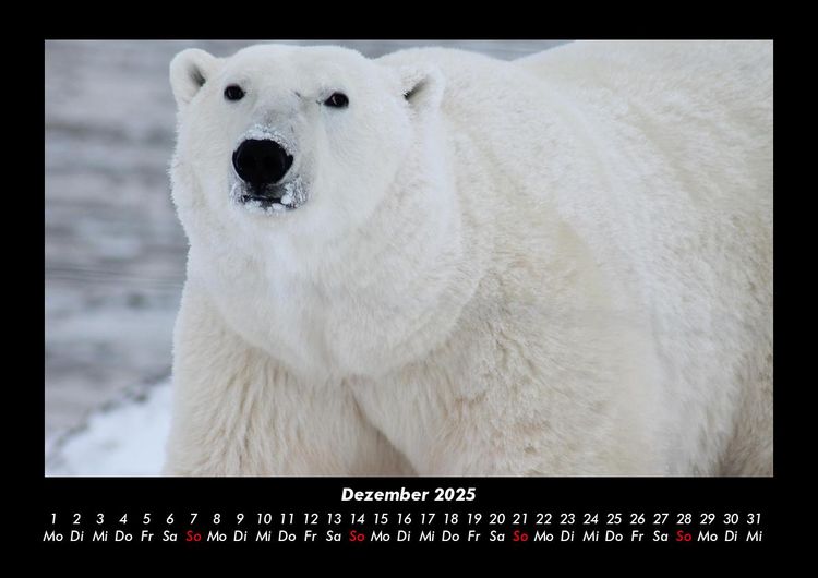Produktbild: Tiere in der Wildnis 2025 Fotokalender DIN A3